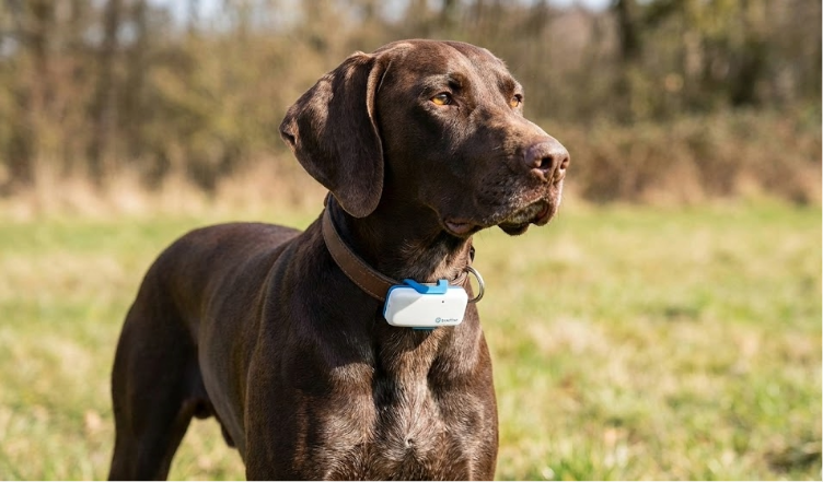 📍 El terror de perder a tu peludo: Por qué un collar GPS es la mejor inversión de su vida