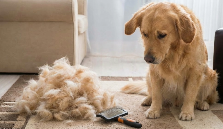 🧹 ¿Tu casa parece una alfombra de pelos? Los 3 gadgets definitivos para ganar la batalla